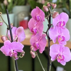 Orchidée Rose
