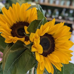 Bouquet de tournesols – Fleurs de Saison