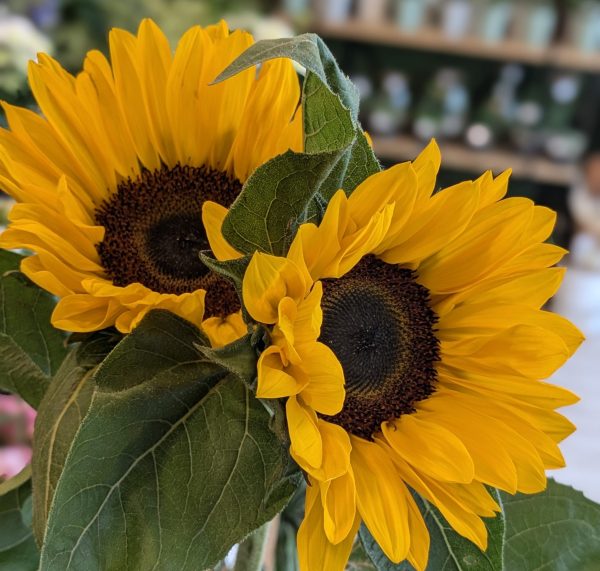 Bouquet de tournesols – Fleurs de Saison – Image 2