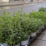 Arrivage d&rsquo;aromates