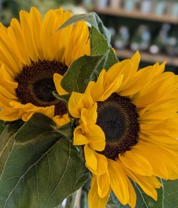 Bouquet de tournesols – Fleurs de Saison